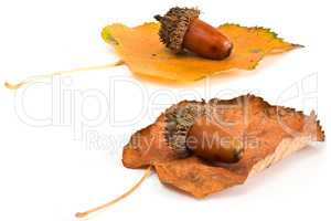 Acorns and leafs isolated on white
