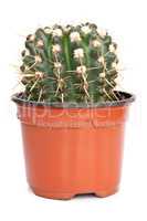 Green cactus in a flowerpot on a white background