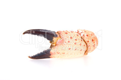 Crab's claw isolated on white.
