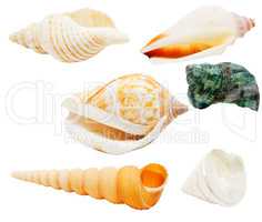 Seashells isolated with clipping path