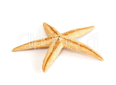 Starfish seashell isolated on white background