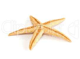 Starfish seashell isolated on white background