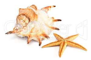 Starfish and seashell isolated from white