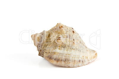 Seashell isolated from white