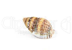 Seashell isolated from white