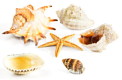 Starfish, mussel and seashells isolated on white