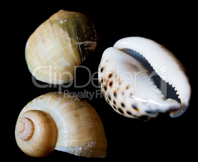 Seashells isolated with clipping path