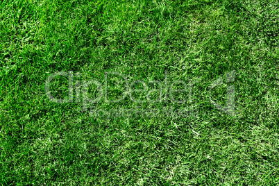 Ecological green grass texture. Pattern.