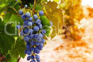 Row of grapes with vine leafs