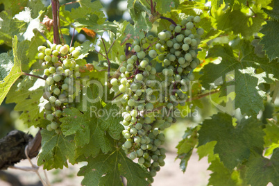 Row of grapes with vine leafs