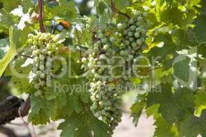 Row of grapes with vine leafs