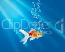 Gold fish in aquarium with water-bubbles and rays of light