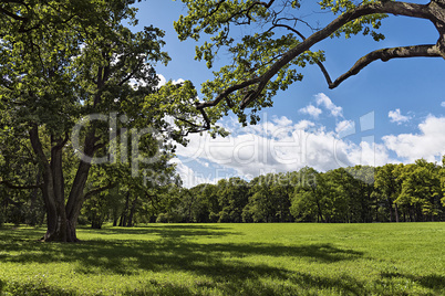 Beautiful sunny summer landscape with grass trees and clouds