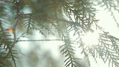 Coniferous branch with sun light