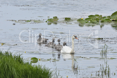 Höckerschwan