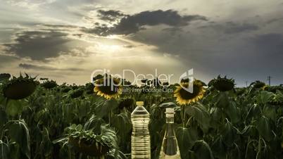 Sunflower field with oil bottles at sunset