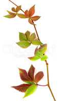 Multicolor autumnal twig of grapes leaves, parthenocissus quinqu