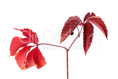 Twig of autumn grapes leaves. Parthenocissus quinquefolia foliag