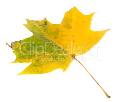 Yellowed autumn maple-leaf