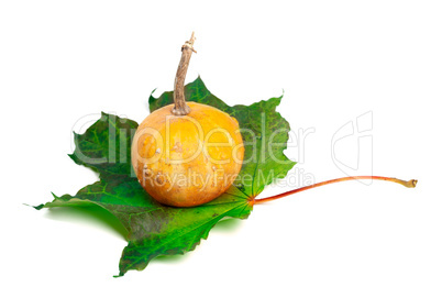 Small decorative pumpkin on green maple-leaf