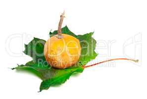 Small decorative pumpkin on green maple-leaf