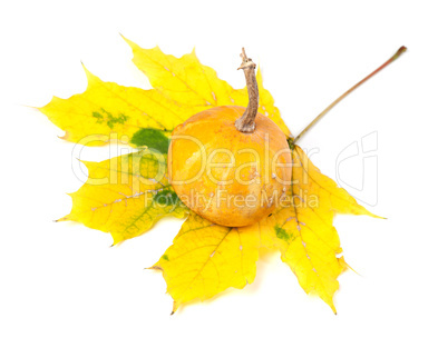 Small decorative pumpkin on yellowed autumn maple-leaf