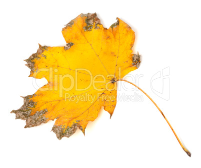 Yellow dried autumn maple-leaf on white background