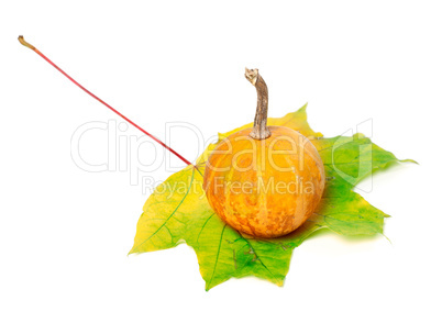 Small orange decorative pumpkin on yellowed maple leaf