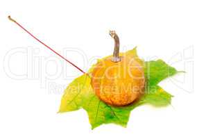 Small orange decorative pumpkin on yellowed maple leaf