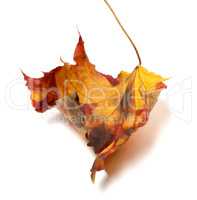 Autumn dry maple-leaf