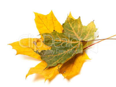 Two autumn maple leafs