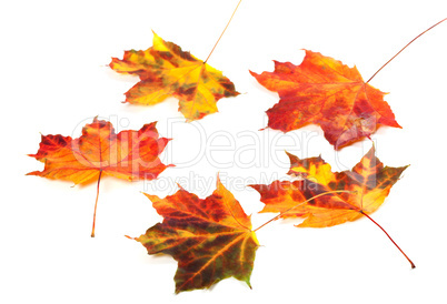 Multicolor autumn maple-leafs on white background