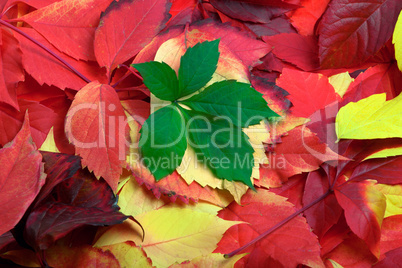 Background of multicolor autumn leaves