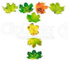 Letter T composed of multicolor maple leafs