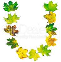 Letter U composed of multicolor maple leafs