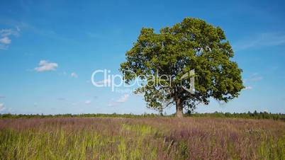 Lonely maple on summertime