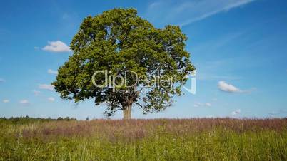 Lonely maple on summertime