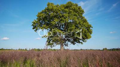 Lonely maple on summertime