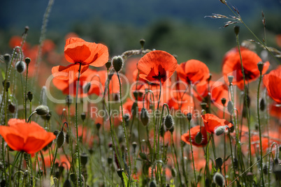 Klatschmohn