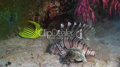 African Lionfish on Coral Reef, Red sea