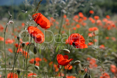 Klatschmohn Klatschmohn