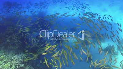 Huge Shoal of Yellow Fish on Coral Reef, underwater scene