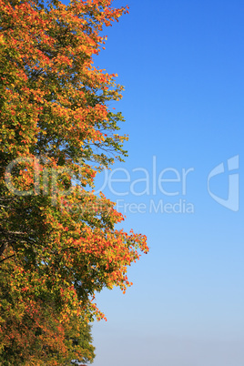 Autumn Background