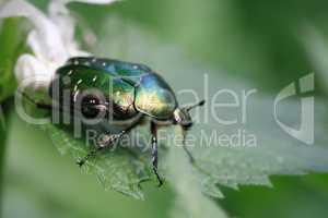 Green Beetle Macro