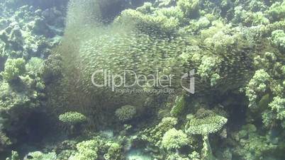 Huge Shoal of Small Fish on Coral Reef, underwater scene