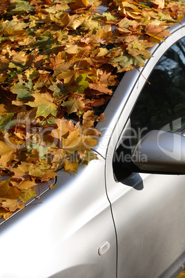 Autumn Car
