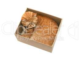 Cat In Box