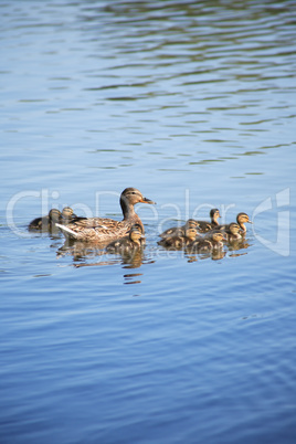 Duck With Her Childs