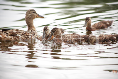 Duck With Her Childs