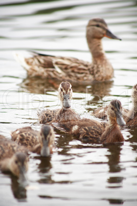 Duck With Her Childs